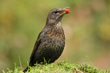 Image. Amsel