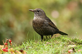 Image. Amsel