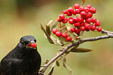 Image. Amsel