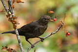 Image. Amsel