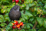Image. Amsel