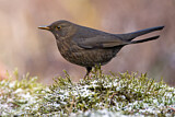 Image. Amsel