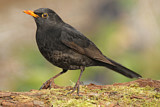 Image. Amsel