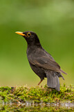 Image. Amsel