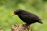 Image. Amsel