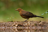 Image. Amsel