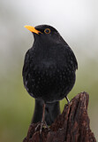 Image. Amsel