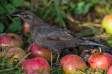 Image. Amsel
