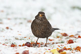 Image. Amsel