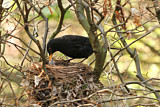 Image. Amsel