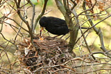 Image. Amsel