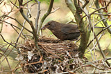 Image. Amsel