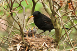Image. Amsel