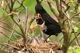 Image. Amsel