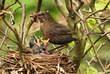 Image. Amsel