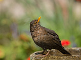Image. Amsel