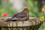 Image. Amsel