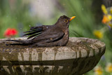 Image. Amsel