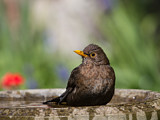 Image. Amsel