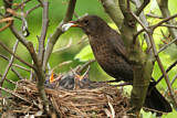 Image. Amsel