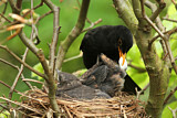 Image. Amsel