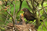 Image. Amsel