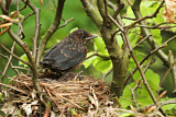 Image. Amsel