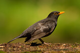 Image. Amsel