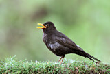 Image. Amsel