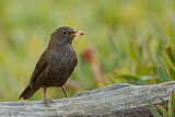Image. Amsel