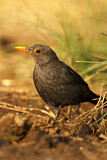 Image. Amsel