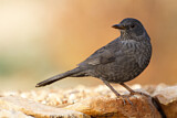 Image. Amsel