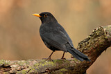 Image. Amsel