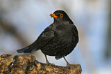 Image. Amsel