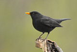Image. Amsel