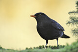 Image. Amsel