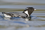 Image. Ancient Murrelet
