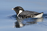 Image. Ancient Murrelet