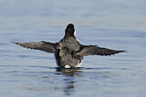 Image. Ancient Murrelet