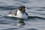 Image. Ancient Murrelet