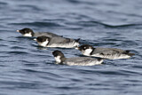 Image. Ancient Murrelet