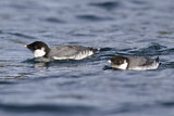 Image. Ancient Murrelet