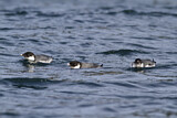 Image. Ancient Murrelet