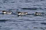 Image. Ancient Murrelet
