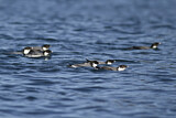 Image. Ancient Murrelet