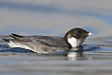 Image. Ancient Murrelet