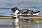Image. Ancient Murrelet