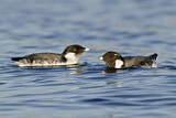 Image. Ancient Murrelet