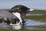 Image. Ancient Murrelet