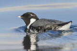 Image. Ancient Murrelet